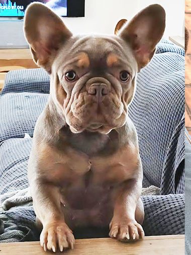 Capucine bouledogue français exotique