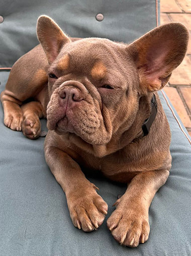 Capucine bouledogue français exotique