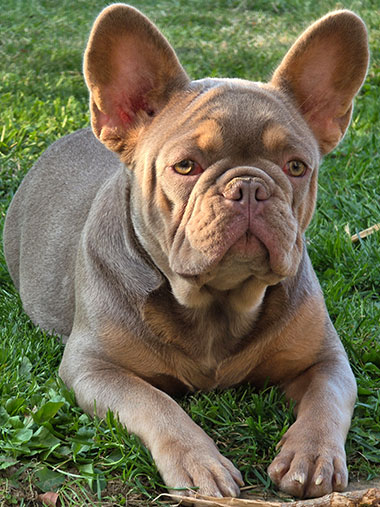 Capucine bouledogue français exotique