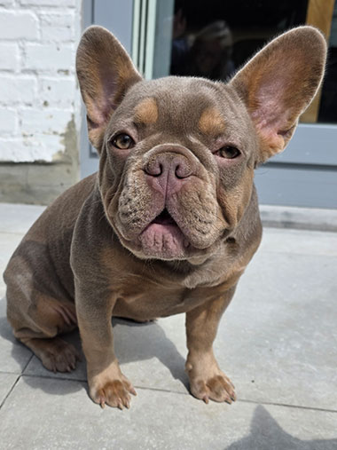 Capucine bouledogue français exotique