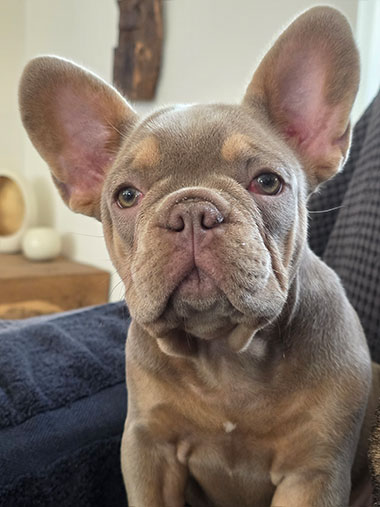 Capucine bouledogue français exotique