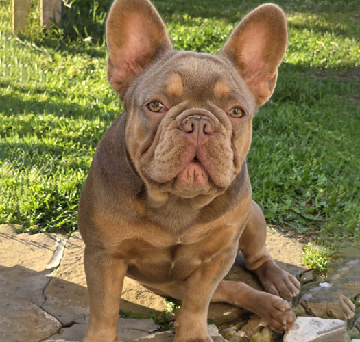 Rose, bouledogue français de Bullys Brussels