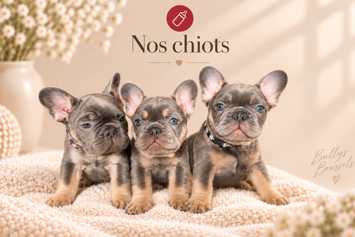 Chiots bouledogues français nés chez Bullys Brussels