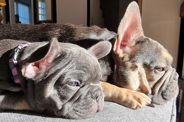 Hortense, chiot bouledogue français, allongée au soleil avec un autre chiot