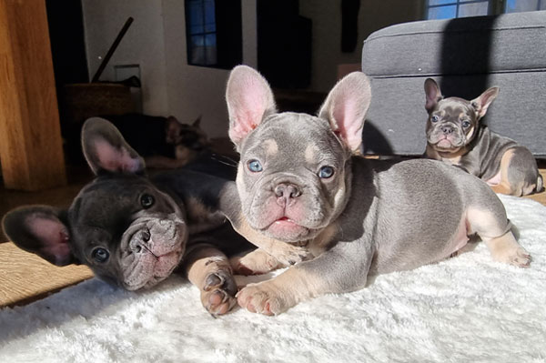 Trois chiots bouledogues français de la portée 2022 réunis