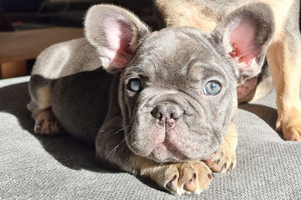 Hortense, chiot bouledogue français, portrait au soleil