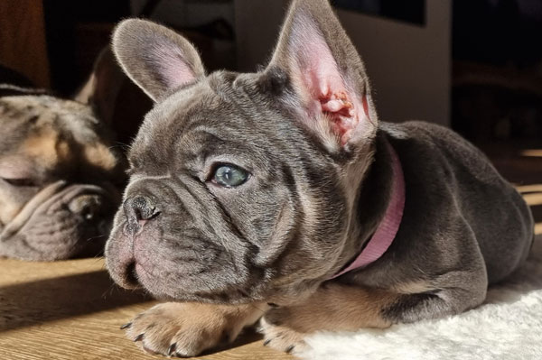 Hortense, chiot bouledogue français, portrait de profil au soleil