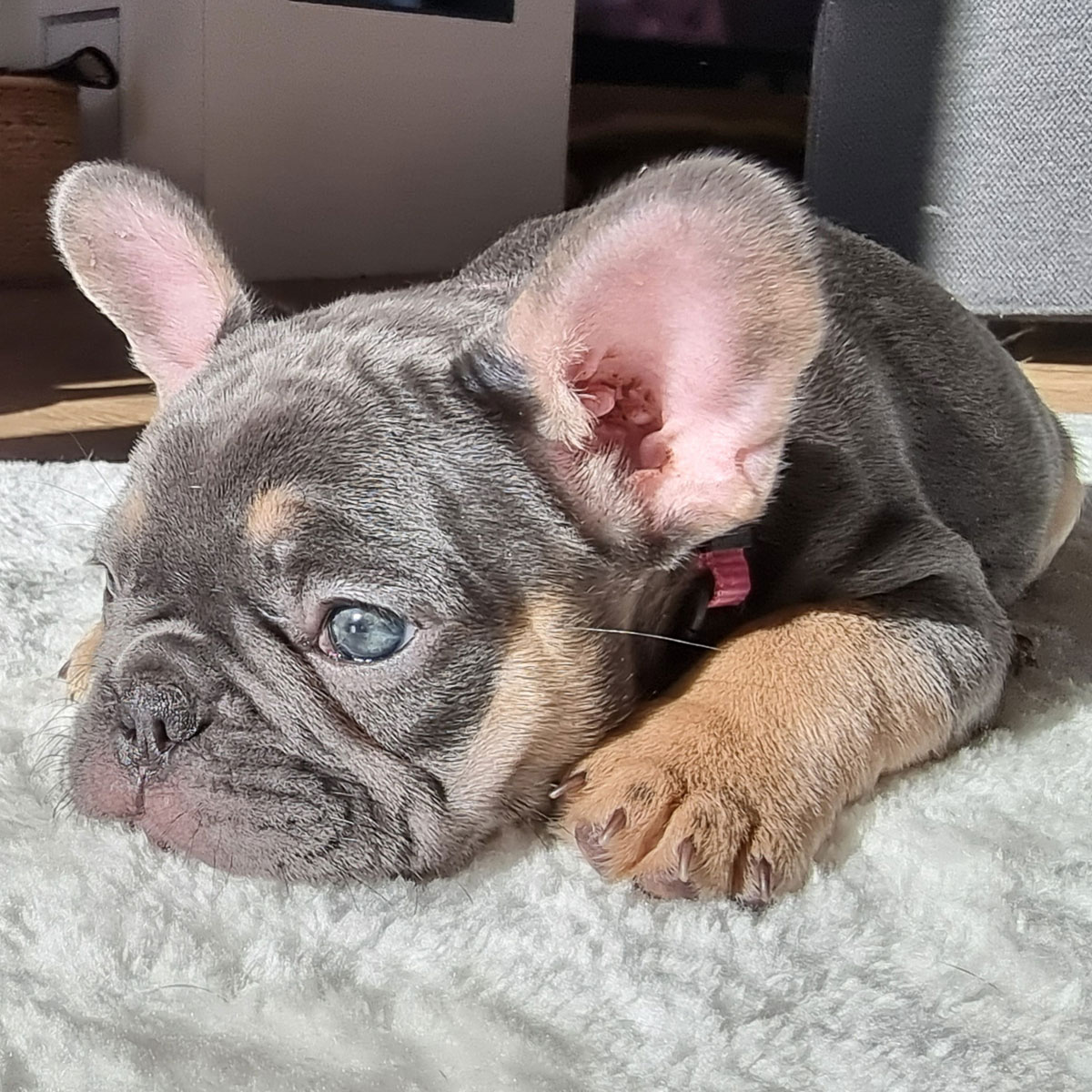 Nova, chiot bouledogue français bleu et tan, allongée au soleil