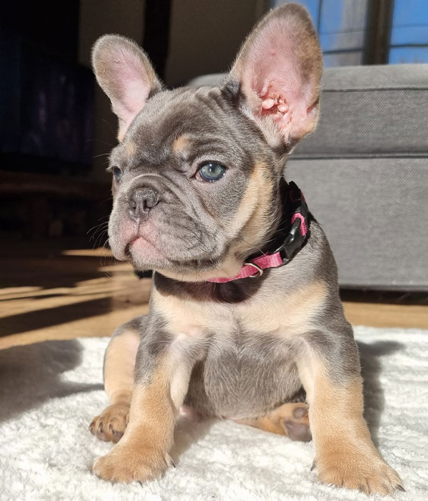 Nova, chiot bouledogue français bleu et tan, assise au soleil