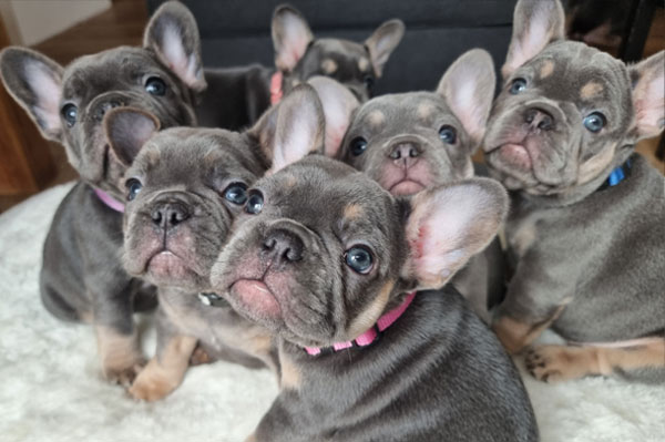 Les six chiots bouledogues français de la portée 2022 réunis