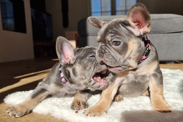 Deux chiots bouledogues français de la portée 2022 au soleil