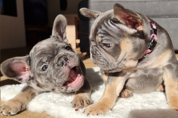 Deux chiots bouledogues français de la portée 2022 jouant ensemble