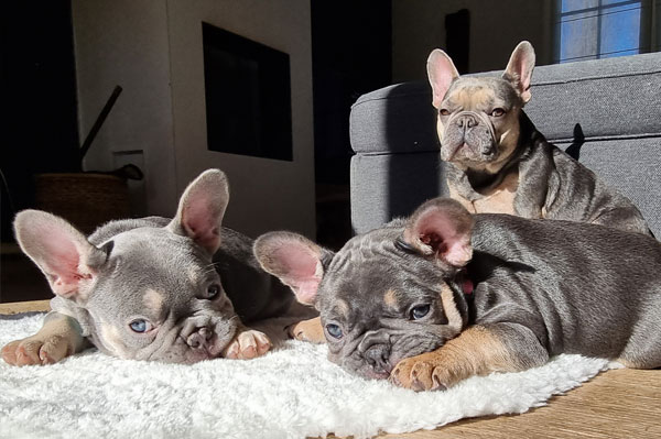 Nova, chiot bouledogue français bleu et tan, portrait rapproché