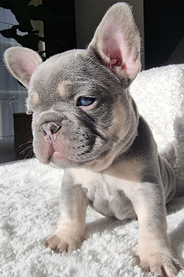 Pearl, chiot bouledogue français, portrait assis sur une couverture blanche