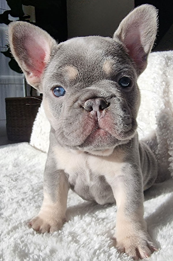 Pearl, chiot bouledogue français, portrait face à l'objectif