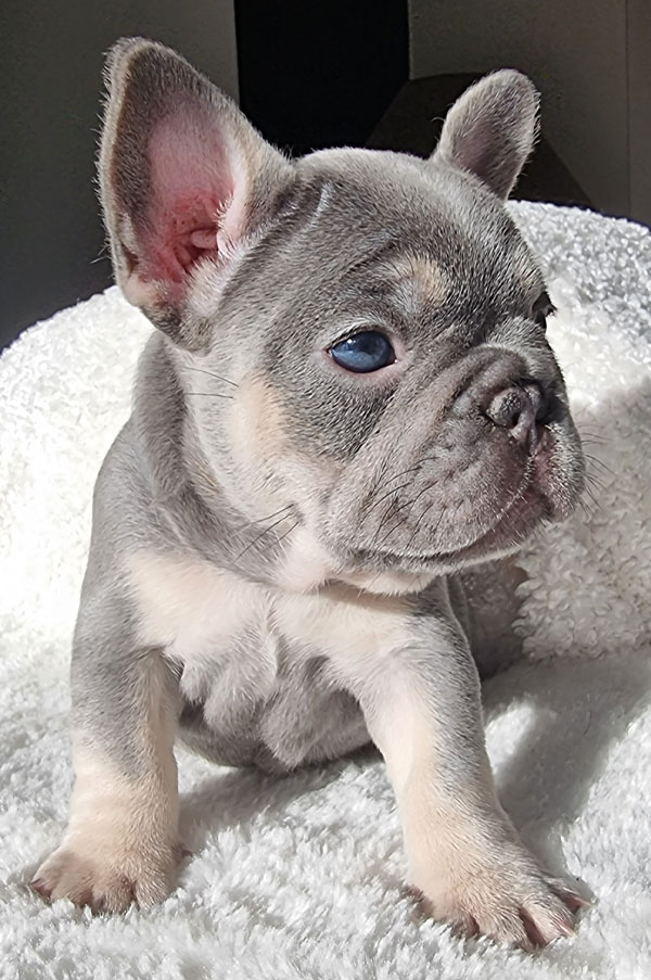 Pearl, chiot bouledogue français, portrait de trois quarts