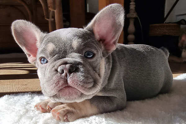 Chiot bouledogue français de la portée 2022 allongé au soleil
