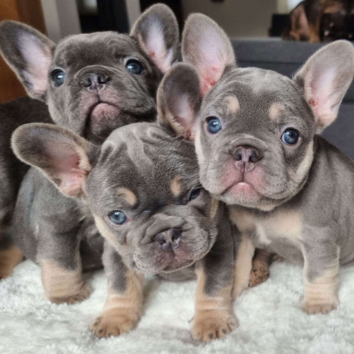 Trois chiots bouledogues français de la portée 2022 en portrait