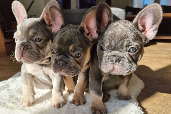 Deux chiots bouledogues français de la portée 2022 assis ensemble
