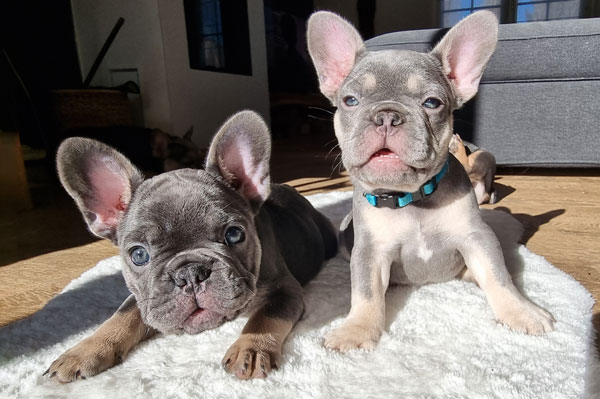 Chiot bouledogue français bleu et tan allongé au soleil
