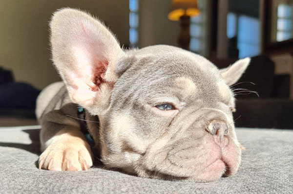 Chiot bouledogue français bleu et tan en portrait au soleil