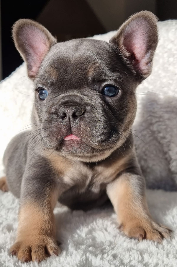 Stan, bouledogue français bleu et tan, assis à la maison