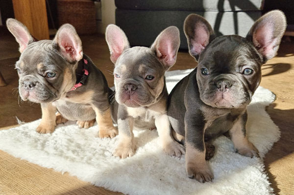 Trois chiots bouledogues français de la portée 2022 posant ensemble
