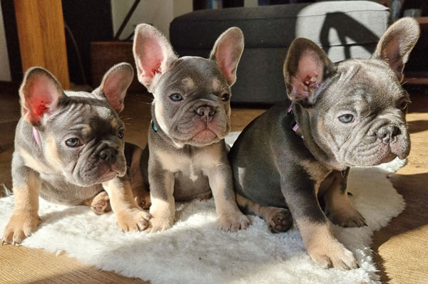 Trois chiots bouledogues français de la portée 2022 réunis sur un tapis