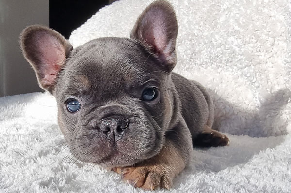 Stan, chiot bouledogue français bleu et tan, portrait sur une couverture blanche