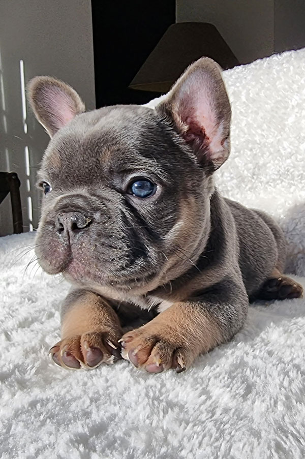 Stan, chiot bouledogue français bleu et tan, assis sur une couverture blanche