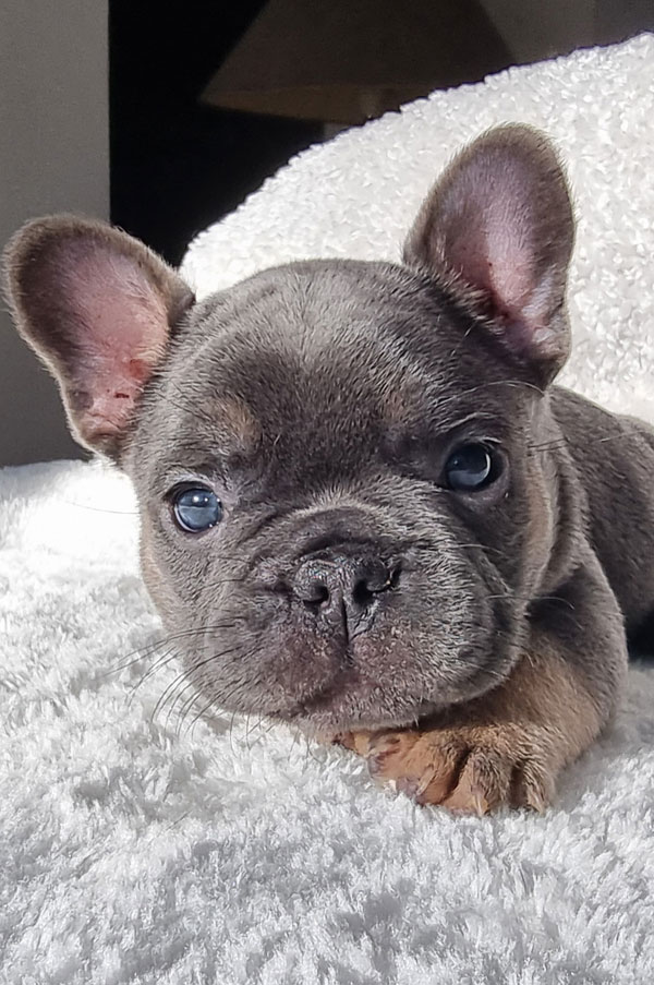 Stan, chiot bouledogue français bleu et tan, portrait face à l'objectif