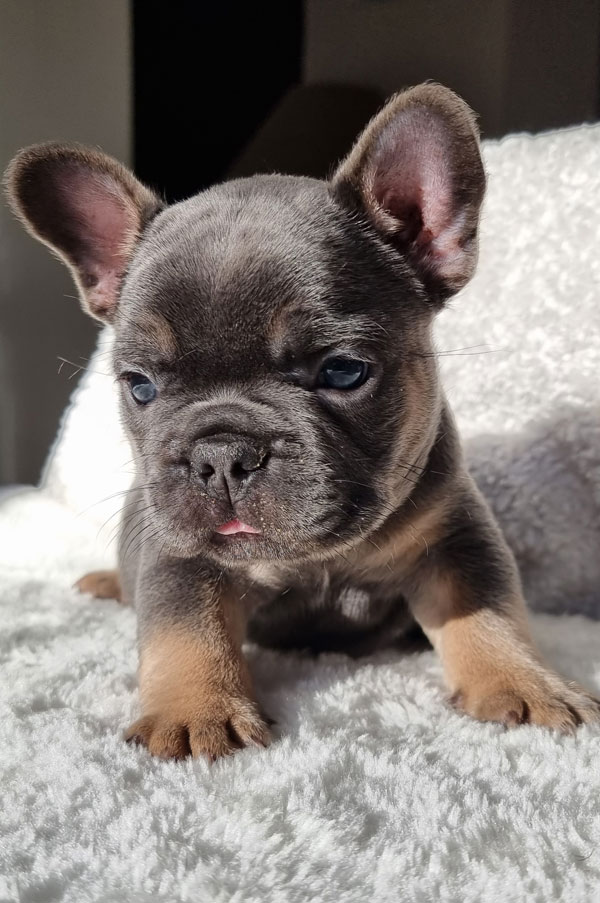 Stan, chiot bouledogue français bleu et tan, portrait de profil