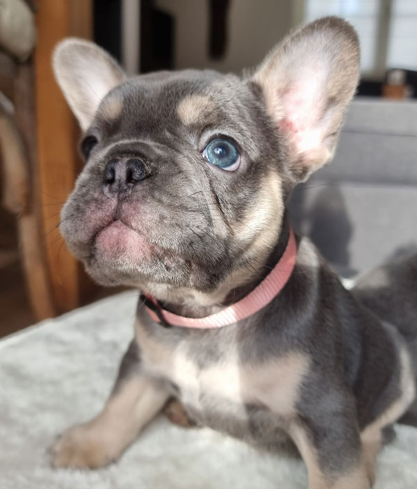 Tornade, chiot bouledogue français, portrait assis