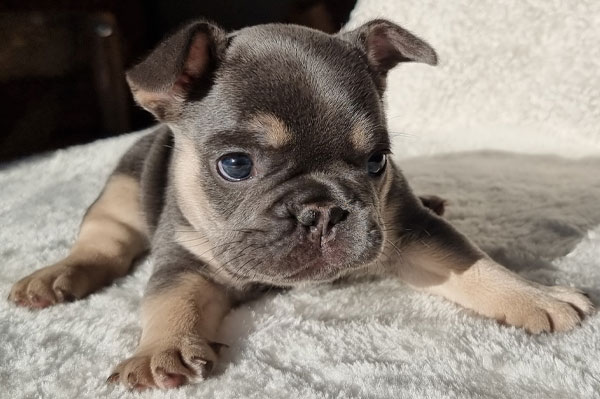 Tornade, chiot bouledogue français, portrait au soleil