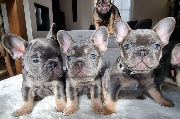 Trois chiots bouledogues français de la portée 2022 assis ensemble