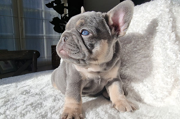 Vienna, chiot bouledogue français, allongée au soleil